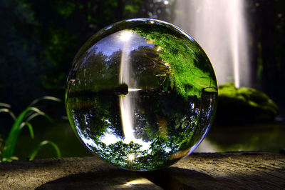 Close-up of crystal ball on tree