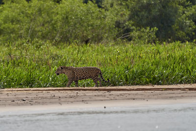  jaguar stalking along a sand bank on cuiaba river in the pantanal, brazil