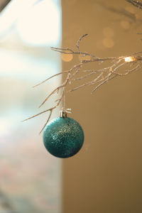 Close-up of fruits hanging on tree