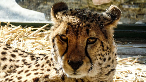 Close-up portrait of a cat