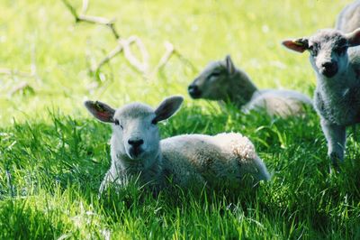 Sheep in a field