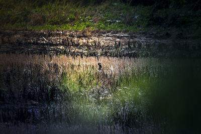 View of birds on land by lake