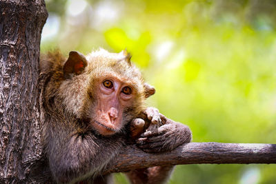 Close-up portrait of monkey sitting on tree trunk