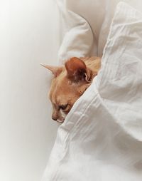 High angle view of dog sleeping on bed