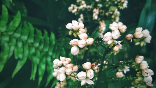 Close-up of white flowering plant