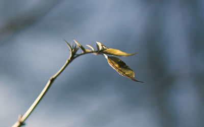 Close-up of plant