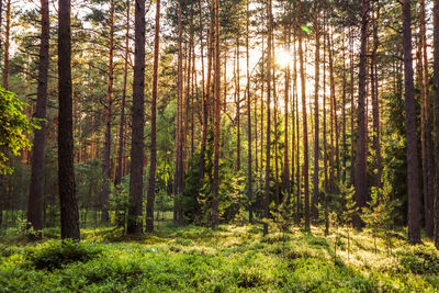 Pine trees in forest