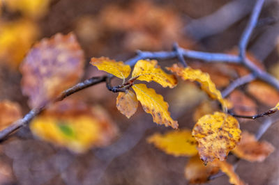 Close-up of yellow leaves against blurred background