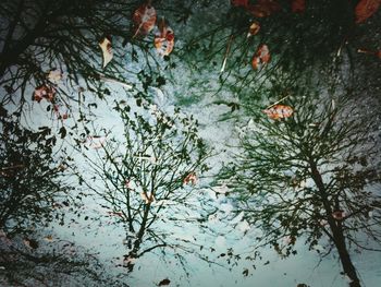 Tree branches against sky