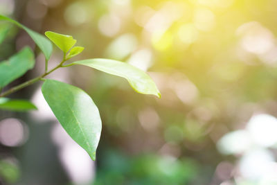 Close-up of fresh green leaves