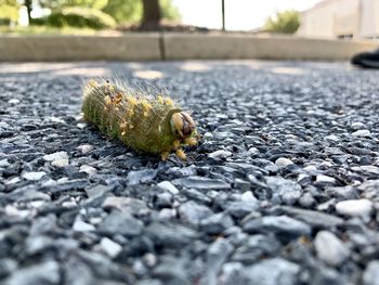 Close-up of snail on street