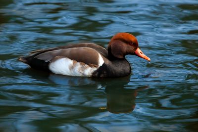 Duck swimming in lake