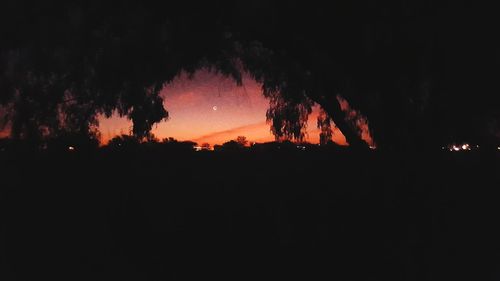 Silhouette of trees at sunset