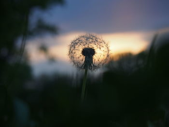 Close-up of dandelion against sky at sunset