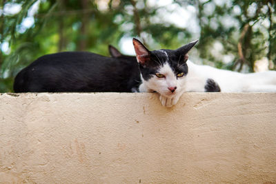 Two cats lying on the wall.