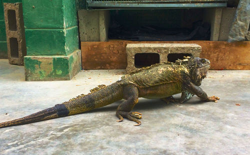 Close-up of a lizard on the wall