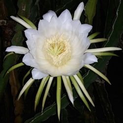 Close-up of fresh white flower