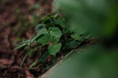 Close-up of fresh green leaves