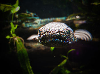 Close-up of fish swimming in sea