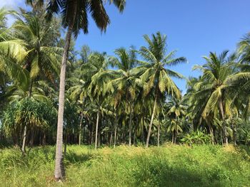 Coconut palm trees in field on sunny day