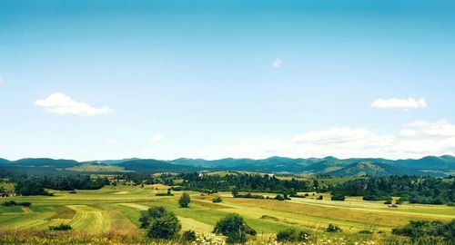 Scenic view of agricultural field against sky