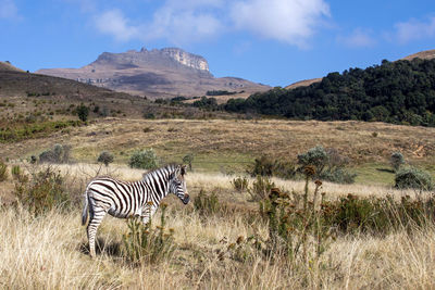 Zebra crossing in a field