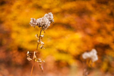Close-up of yellow flowers on tree