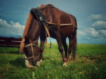 Horse grazing on grassy field against sky