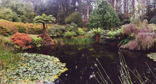 Scenic view of trees by plants