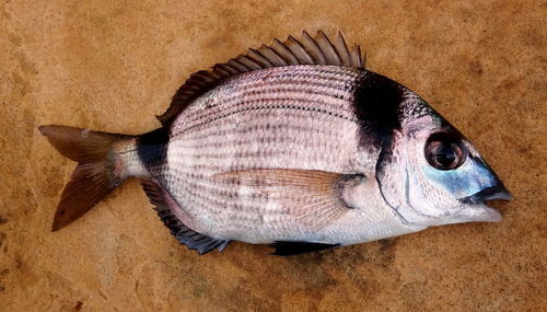 Mediterranean fish - two banded bream-   - sargus salviani - sarago comune -sar a tete noire