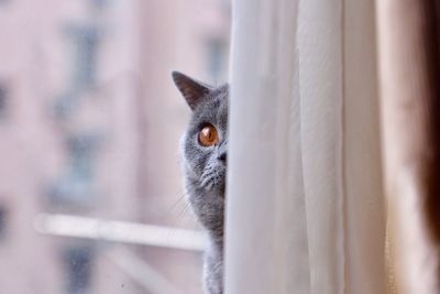 Close-up of a cat looking away