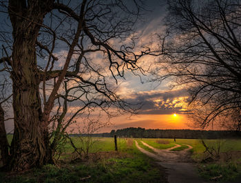 Scenic view of bare trees on field against sky during sunset