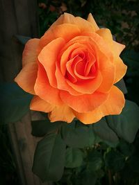 Close-up of rose blooming outdoors