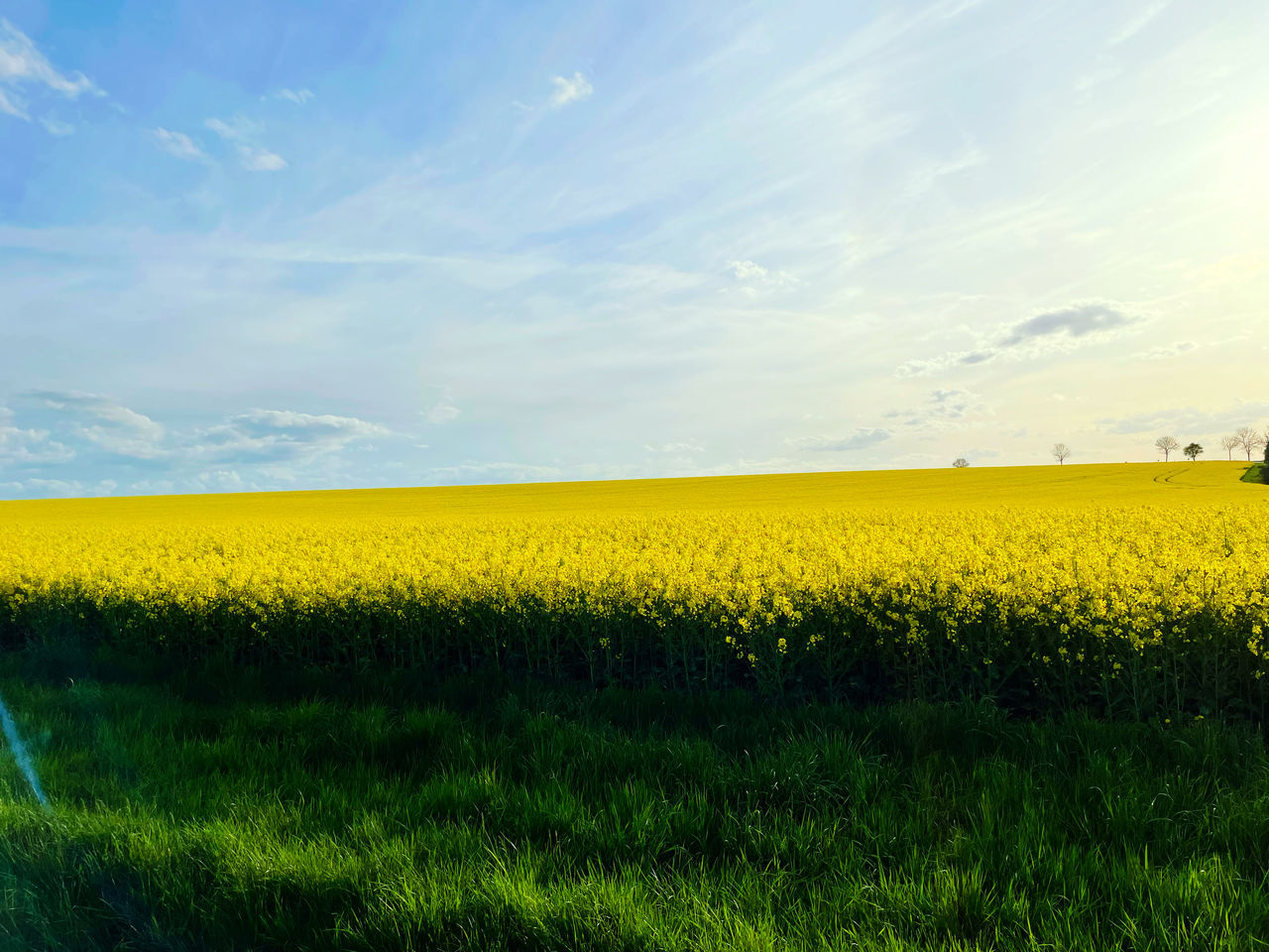 Local Germany Sunny Day Springtime Spring Flowers Spring Is Coming  Field Sky Beauty In Nature Nature Flower