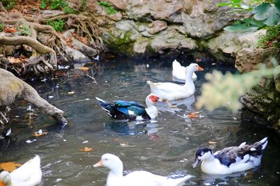 High angle view of ducks swimming on lake