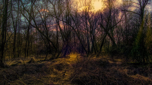 Bare trees in forest during sunset