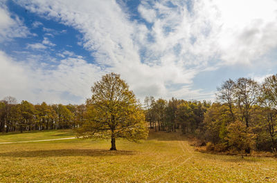 Trees on field against sky