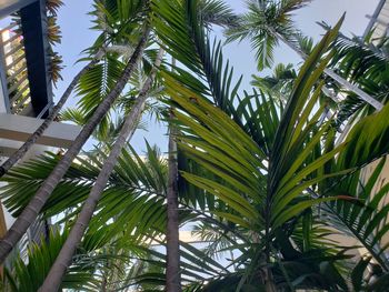 Low angle view of palm trees against sky