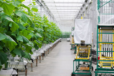 Greenhouse with fresh ripe cucumber. organic food and vegetables. healthy eating. hydroponics 