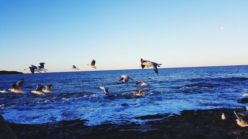 Birds flying over sea against clear sky