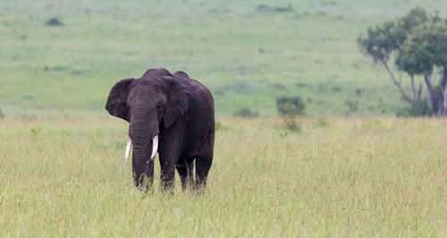 Elephant in a field