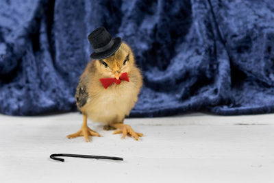 Chick in hat and bow tie