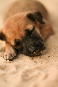 Close-up of puppy sleeping