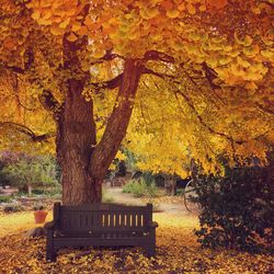 Autumn trees in a park