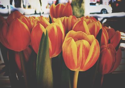 Close-up of tulips blooming outdoors