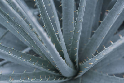 Full frame shot of succulent plant