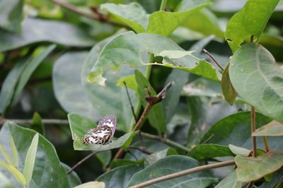 plant part
