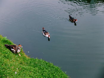 High angle view of ducks in lake