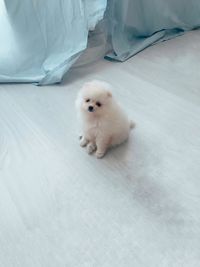 High angle view of a dog on bed