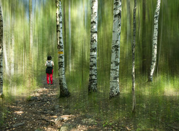 Rear view of man walking in forest